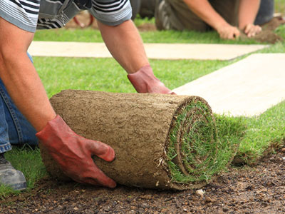 Ut non enim eleifend felis