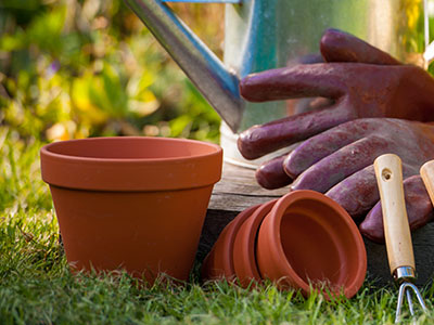 Phasellus blandit leo