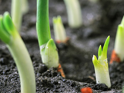 Praesent congue erat