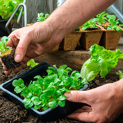 Ut non enim eleifend felis