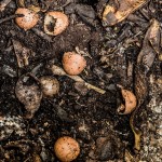 Composting