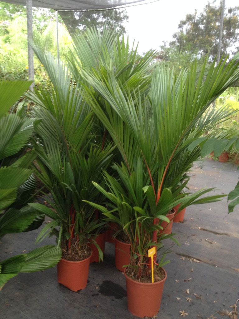 Tallo Rojo - La Hoja Nueva shop